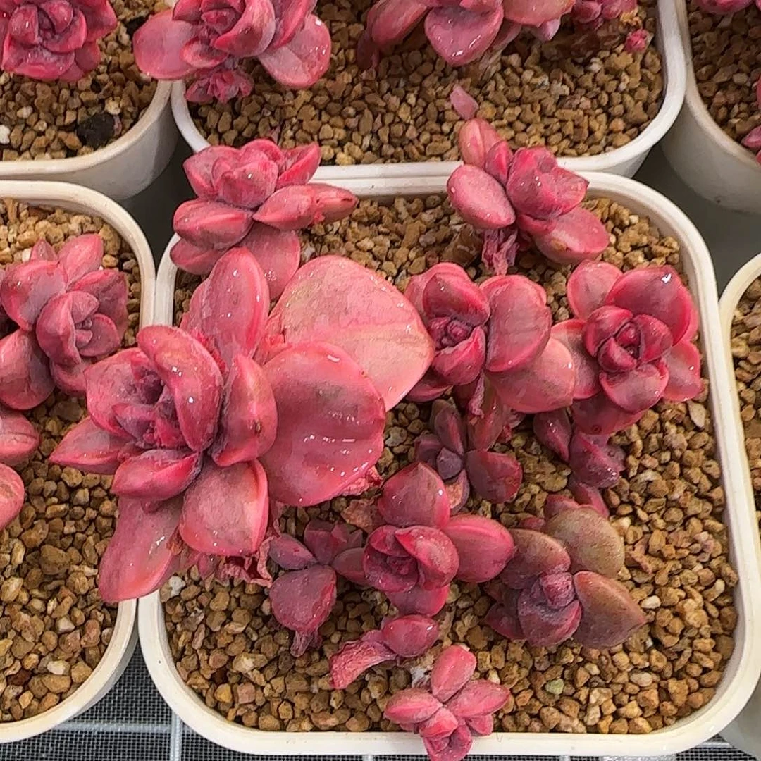 从前慢甄选多肉编号彩虹糖锦