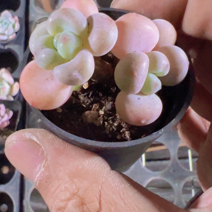 奈洛神精品多肉植物