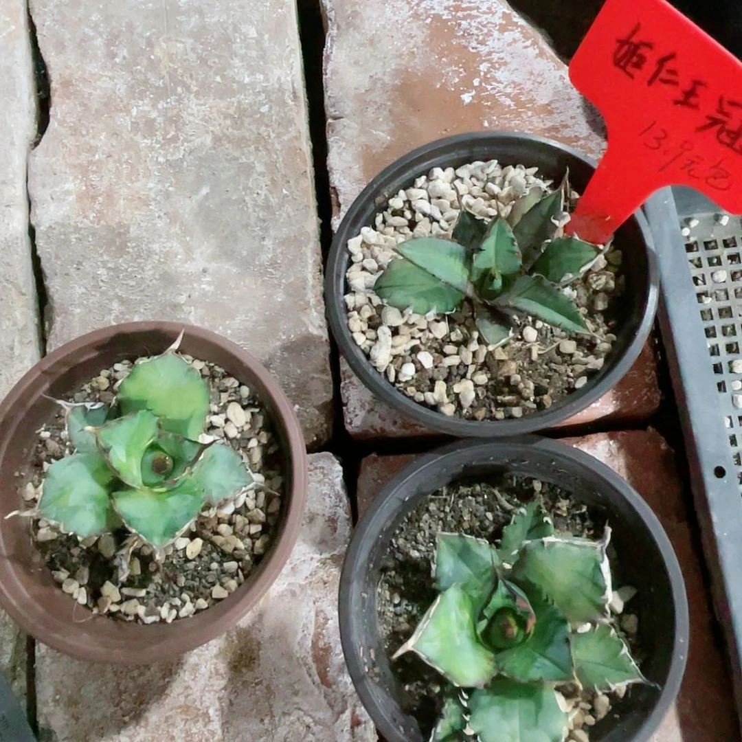 姬任王冠小苗龙舌兰包邮