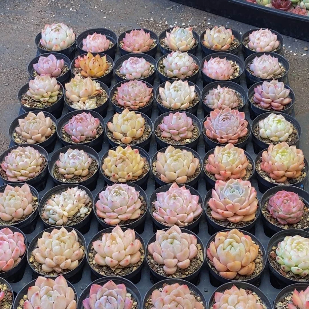 596的人都人的人是你