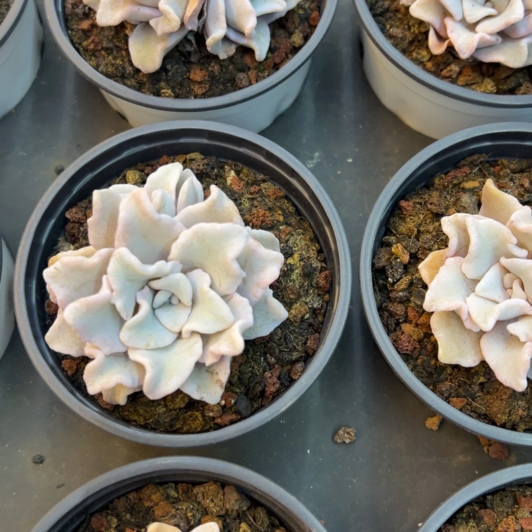 白饺子皮，福利多多！