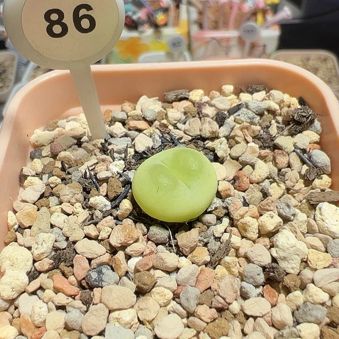 86年拉登尺寸1.4