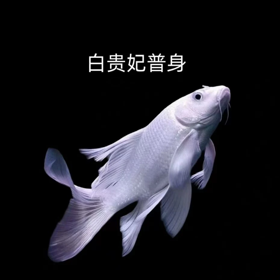 蝴蝶鲤鱼普身精品台系纯种贵妃体白色观赏鱼养殖饲养活体发货养殖