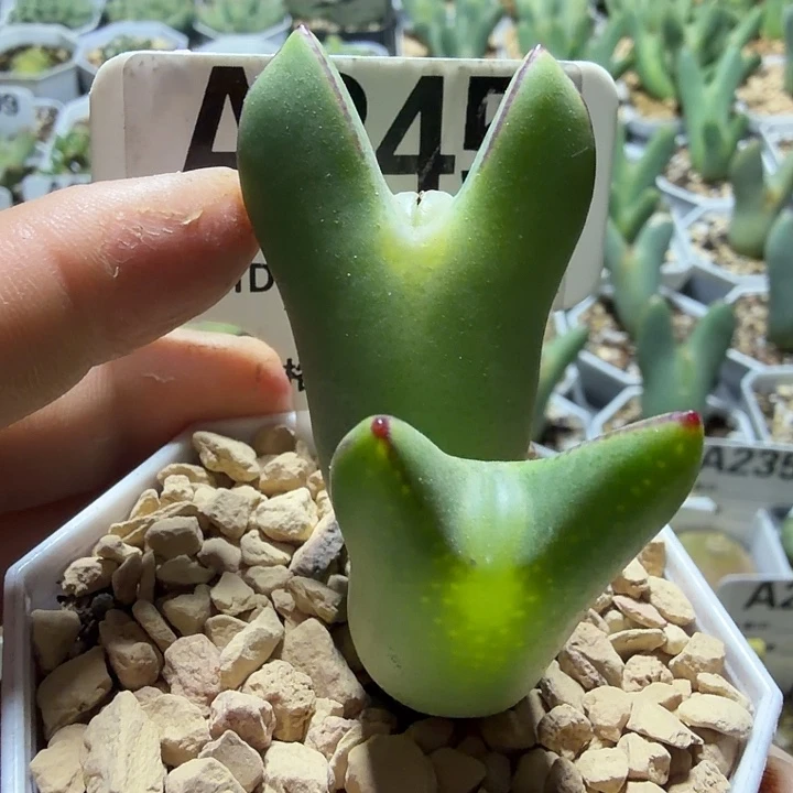 245。满28包邮肉锥