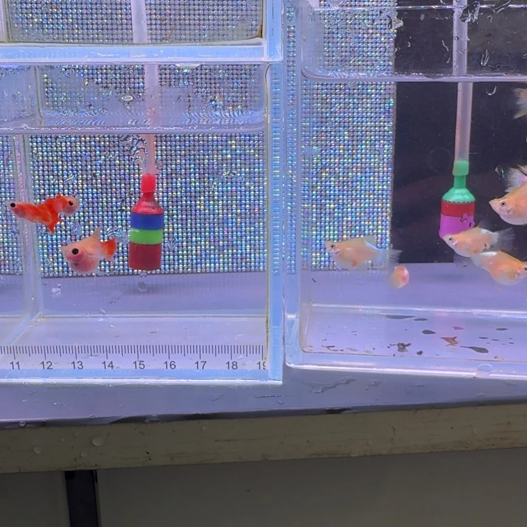 忘***秋海水鱼多乐玻璃猫孔雀