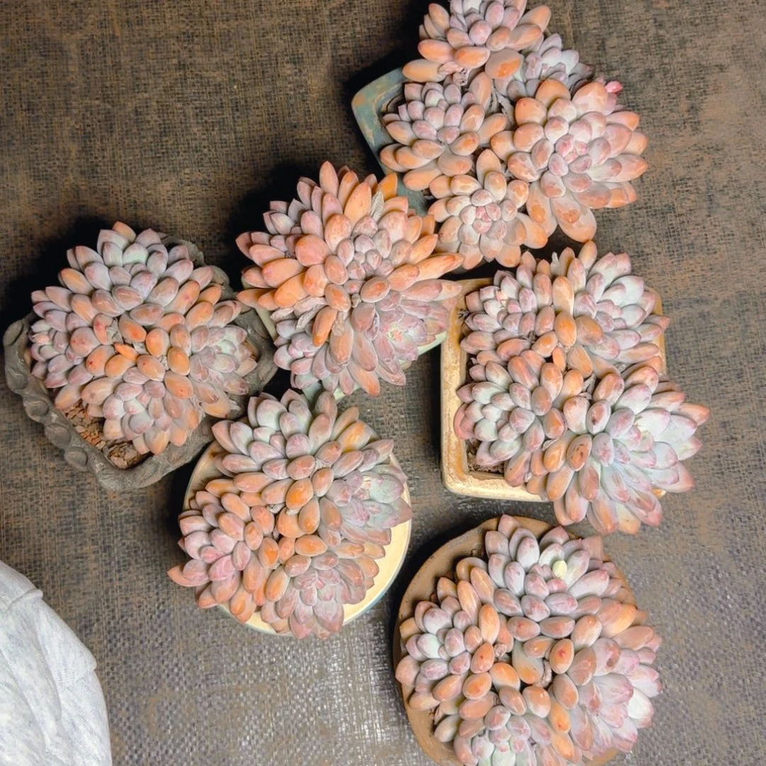 香水送1111111111111111多肉