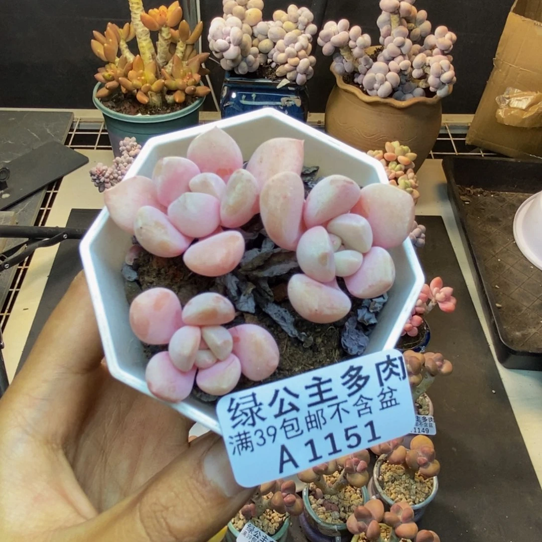 151粉桃花多肉5c m