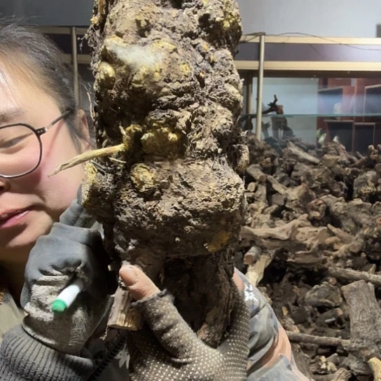 香榧木天*～火琉璃的毛料摆件