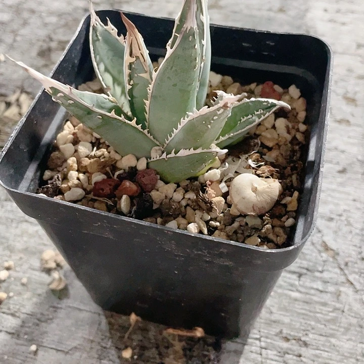 糖*迪帝释天D31测芽龙舌兰包邮