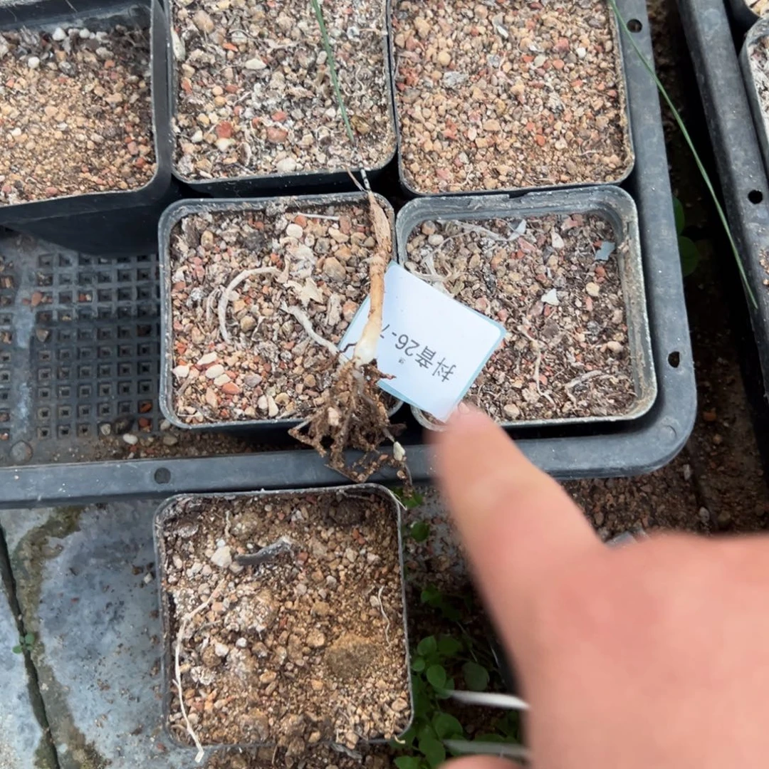 26-75量拍g属弹簧草一颗