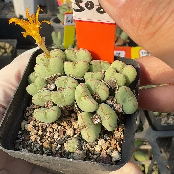 密密麻麻密密麻麻5084