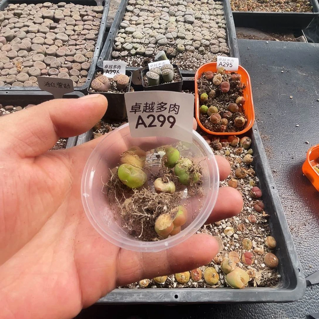 遗***〕一物一拍毛汉尼A299锥化