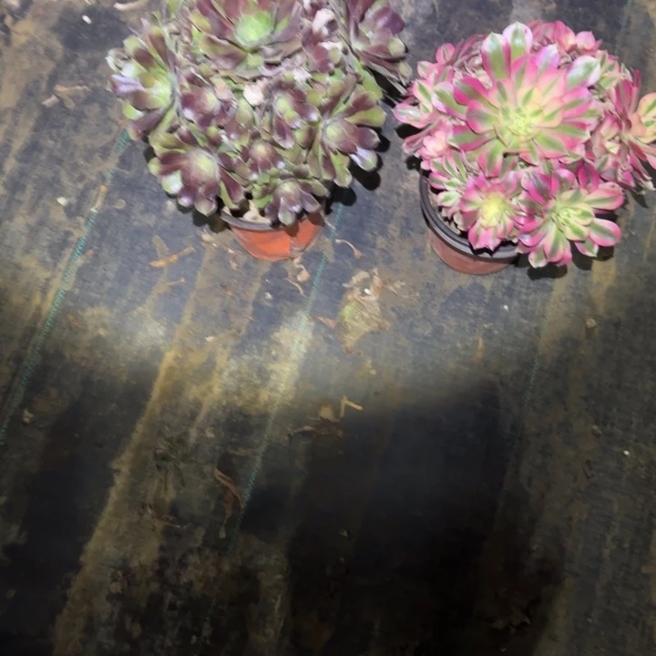 一单包邮不包侧枝60