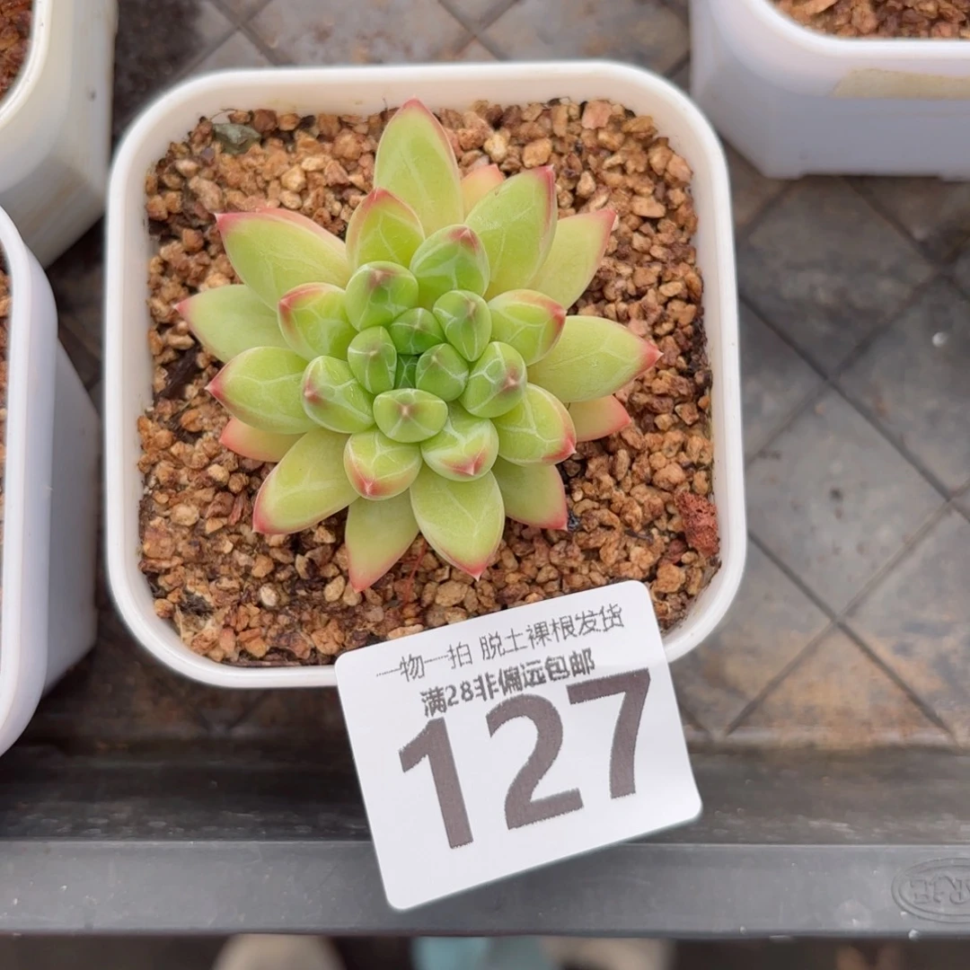 青花瓷无盆土发货