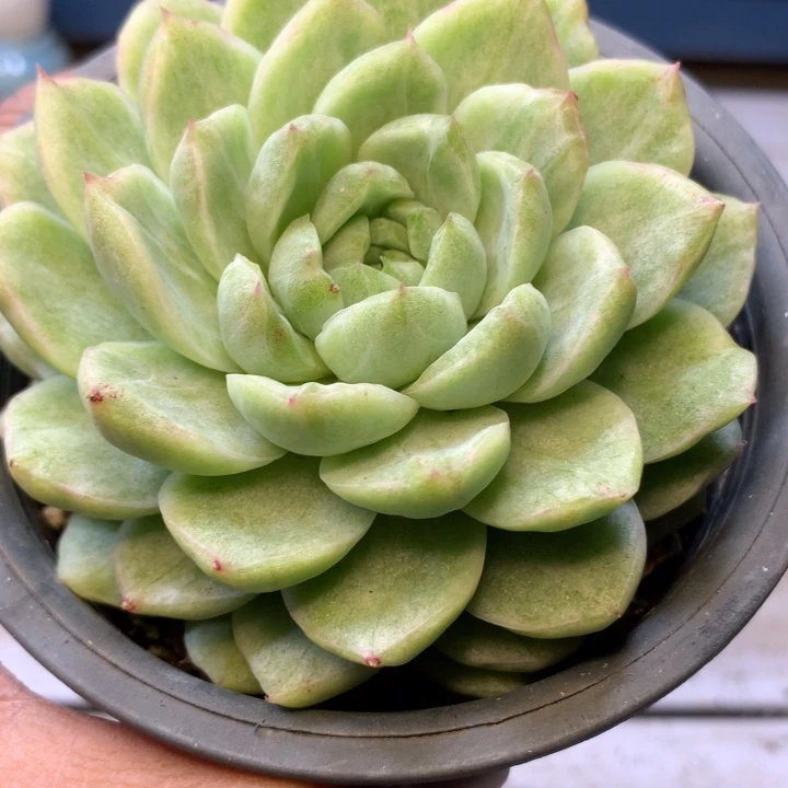 虎皮锦大单头脱土