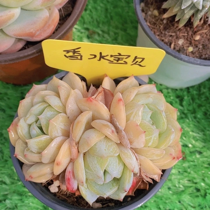 多肉植物，开心多肉