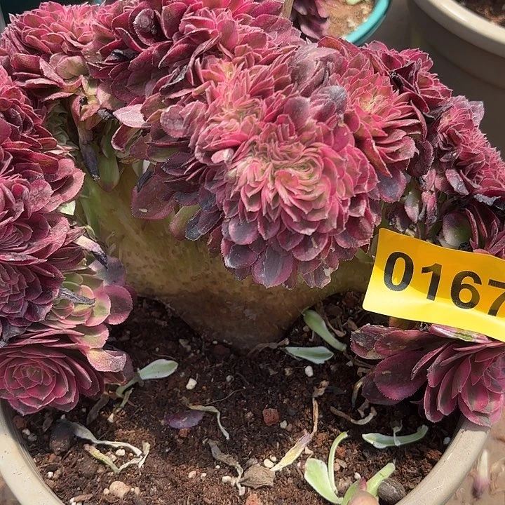 多肉植物福利167