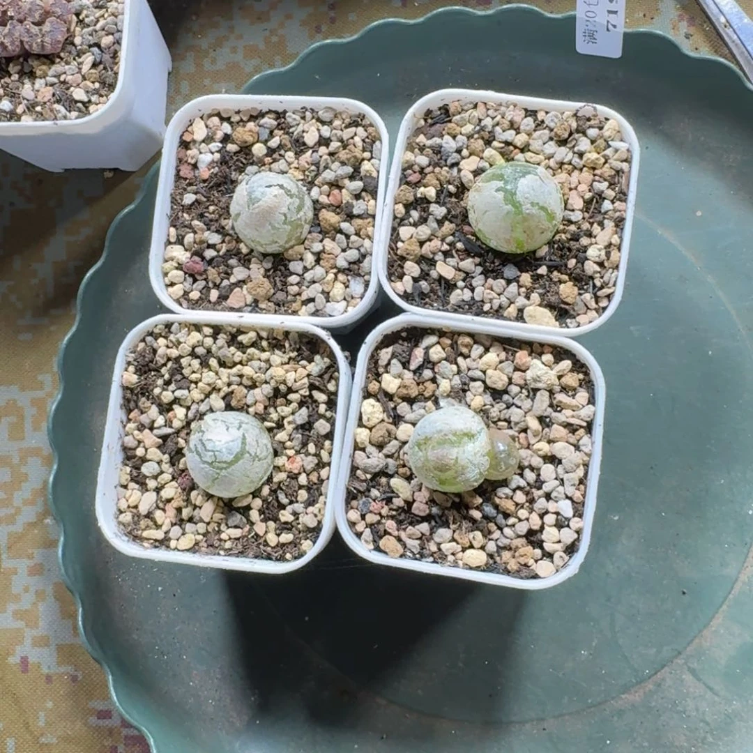 719。灯泡4颗带盆发货