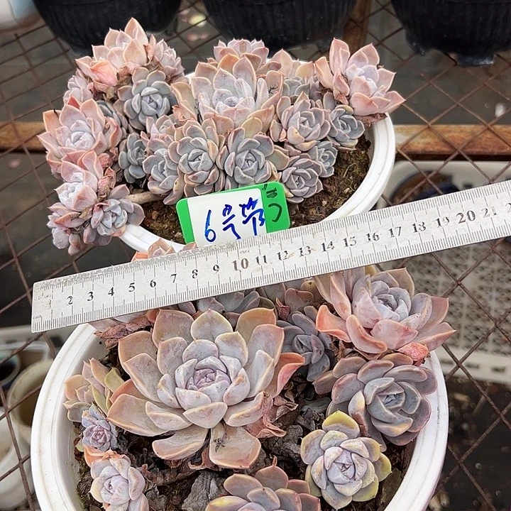 6号汉堡一个带盆多肉
