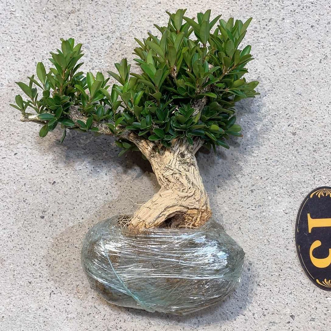 红陶昇*一起为梦想而加油的