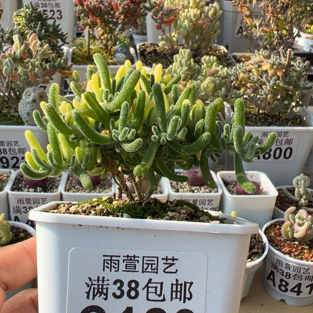 4-123荧光兔阴阳拉丝锦七方盆