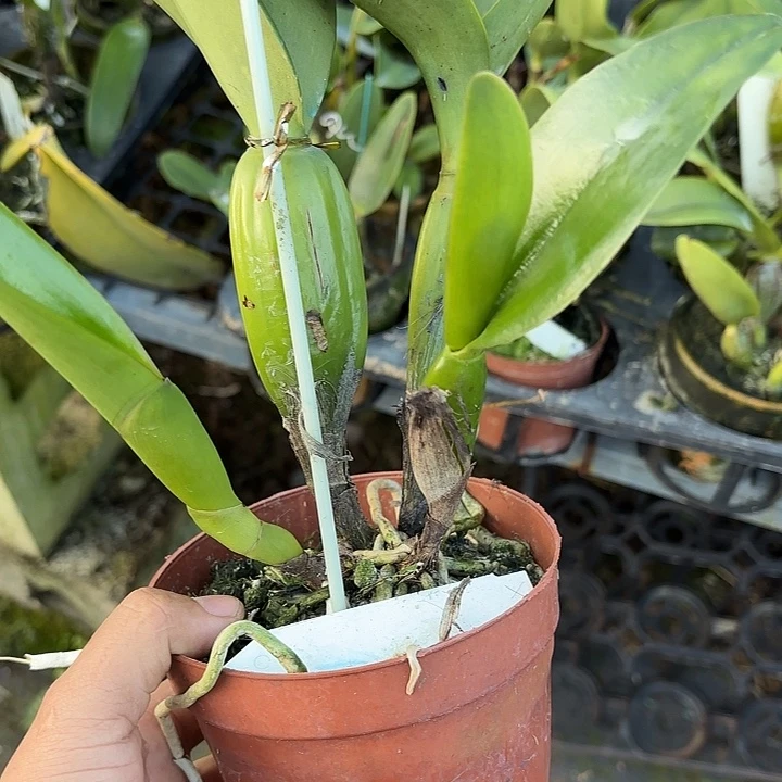 完全开放卡特兰一颗