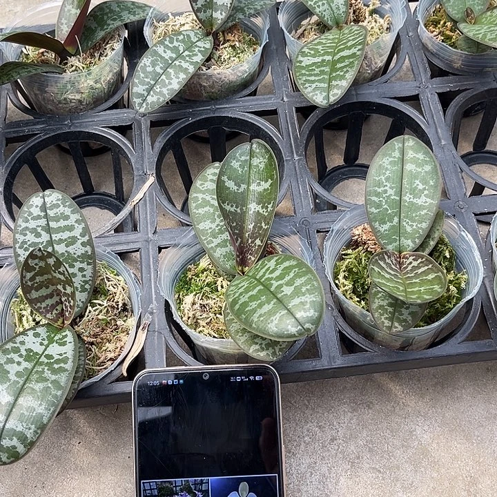 大部分花苞少量开放西交黄史塔