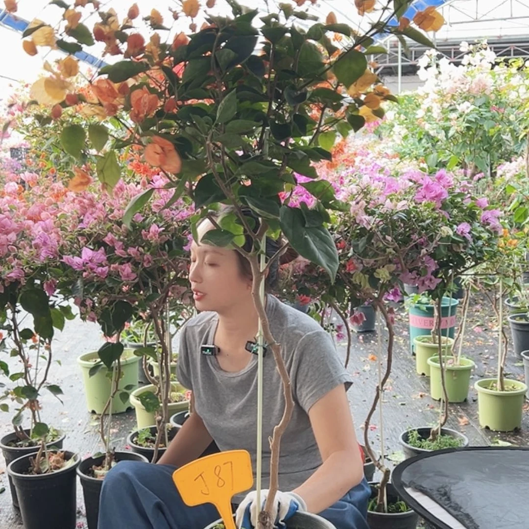 热***花大部分花苞少量开放J87阿达娜