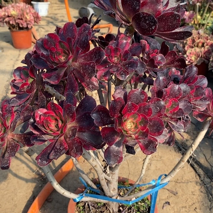 丽娜断枝43多肉植物法师法师