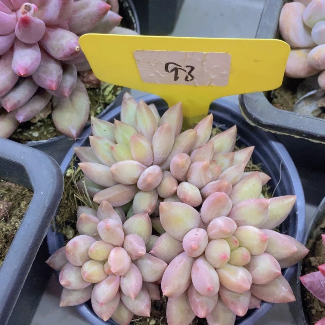开心多肉，专场4开始了，5给1