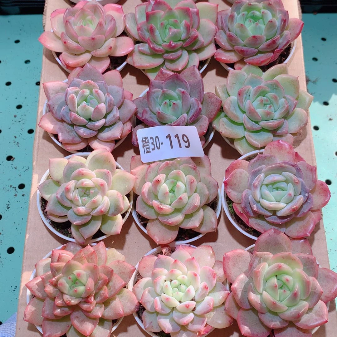 30-119一物一拍多肉带盆18颗