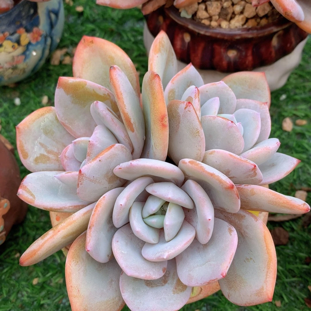 奶茶12 公分一物一拍