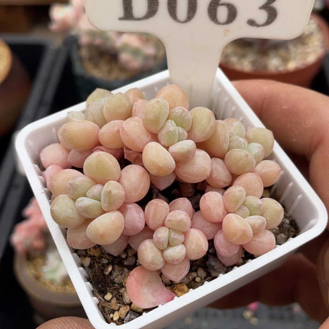 063泡泡糖不带盆7厘米