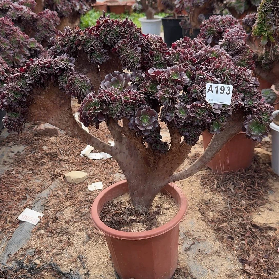 193欧紫一颗呀呀咯啊