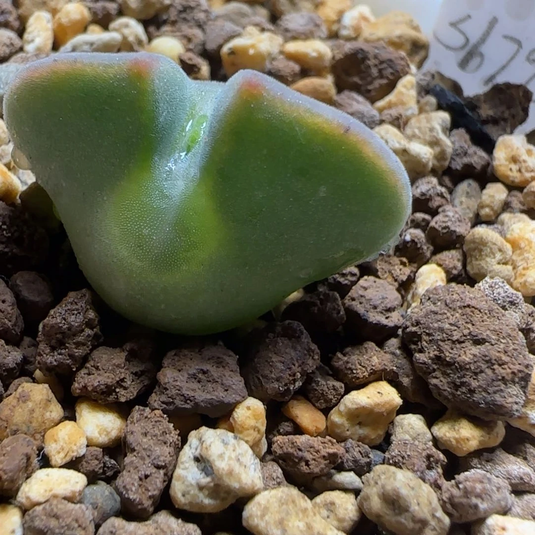 2.3多肉TS空蝉大眼睛10号