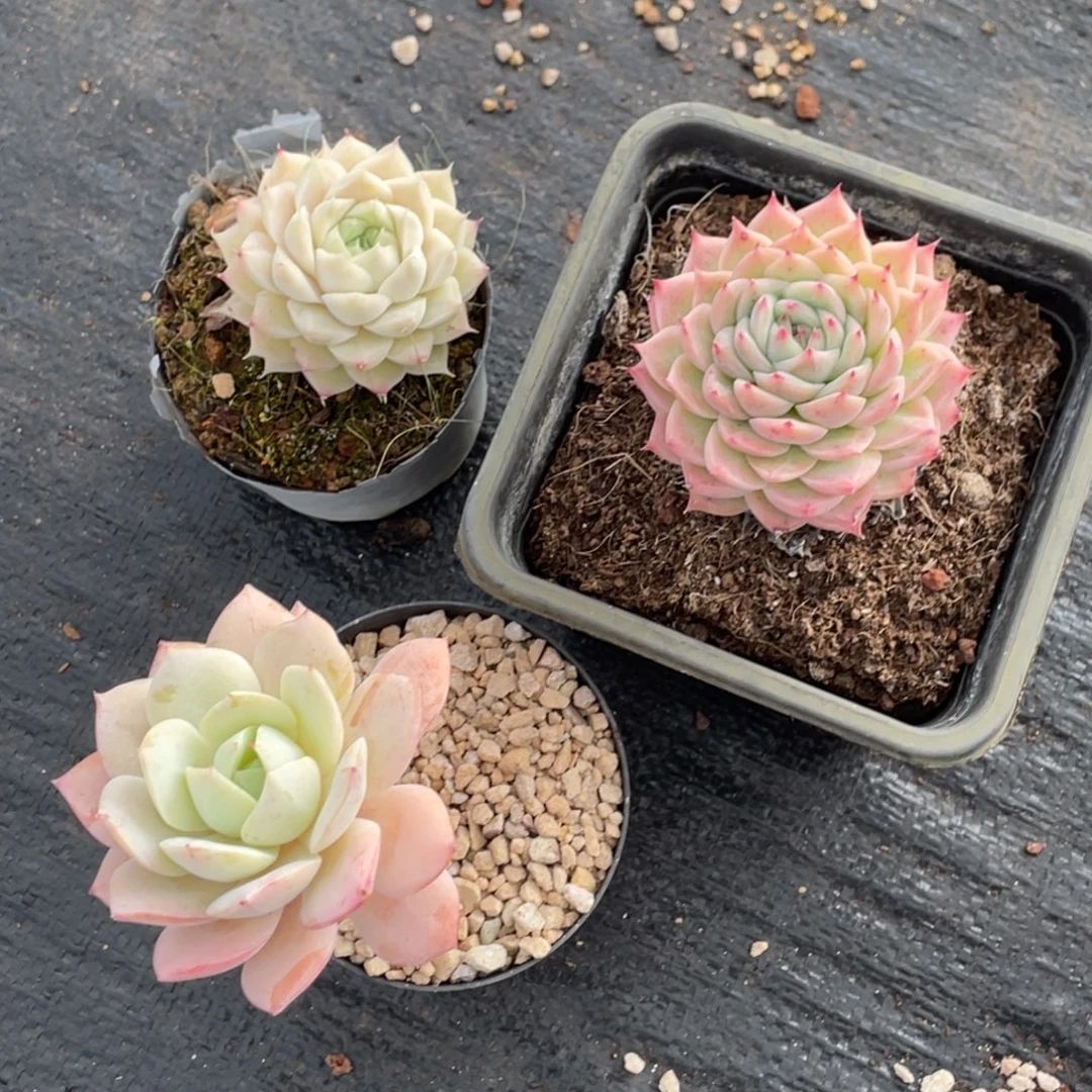 极***光多肉三颗宝贝专拍