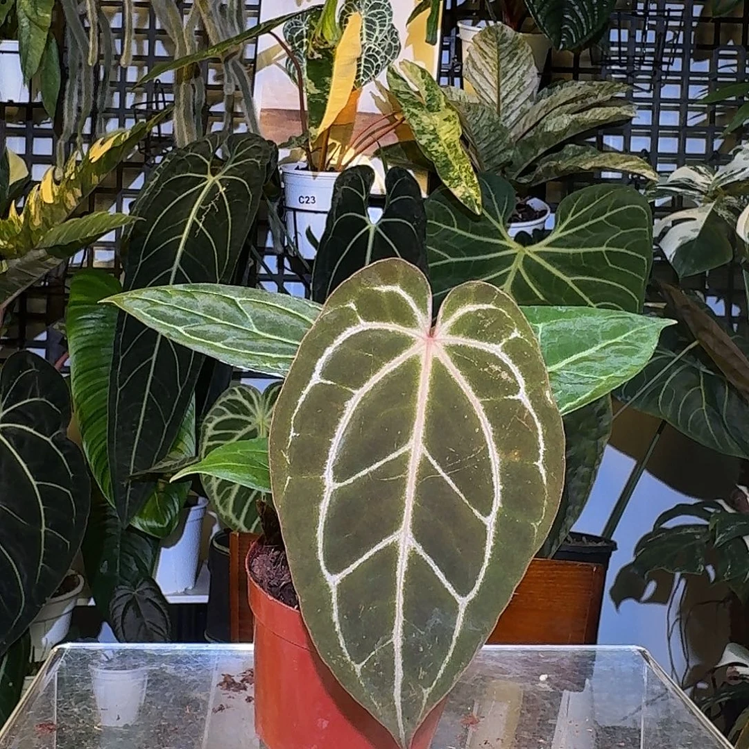 完全开放K188红脉贝斯