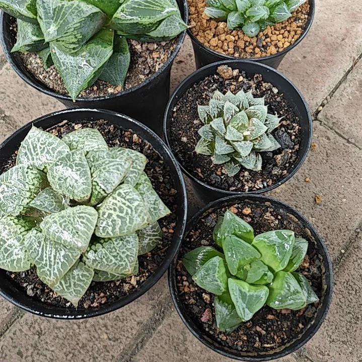 5颗多肉植物原盆土