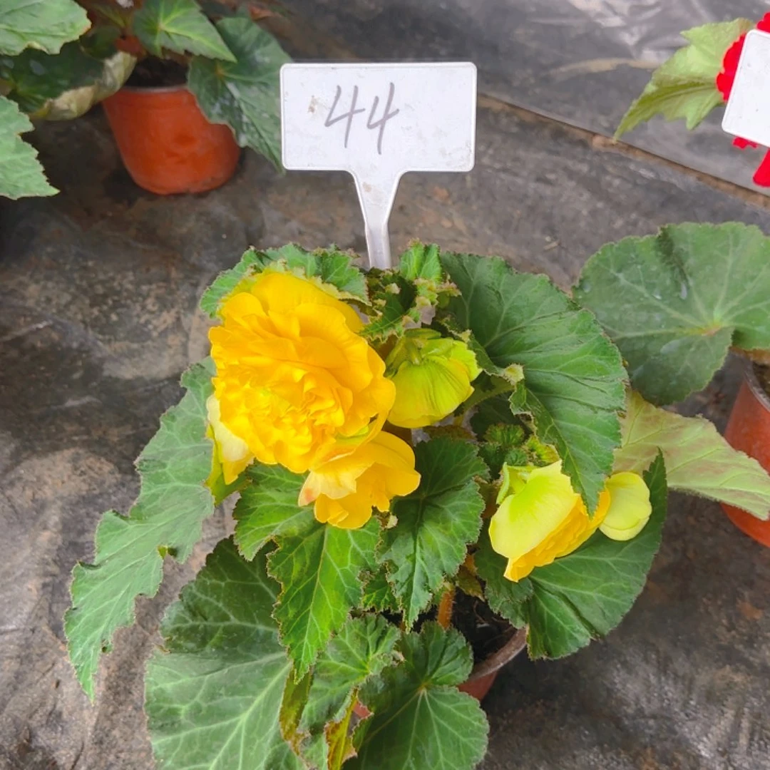 无花朵夫妻海棠种球系列44