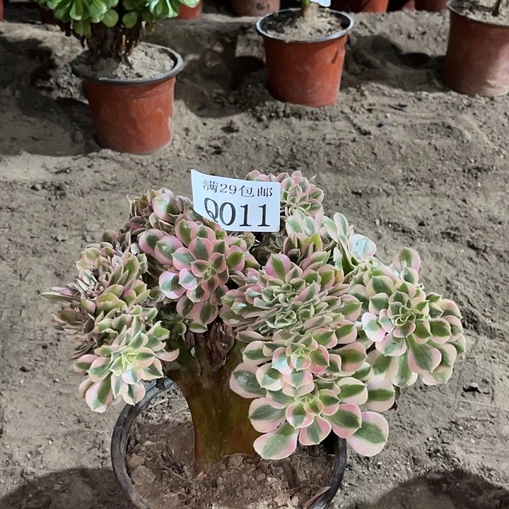 011粉女巫坠多肉植物