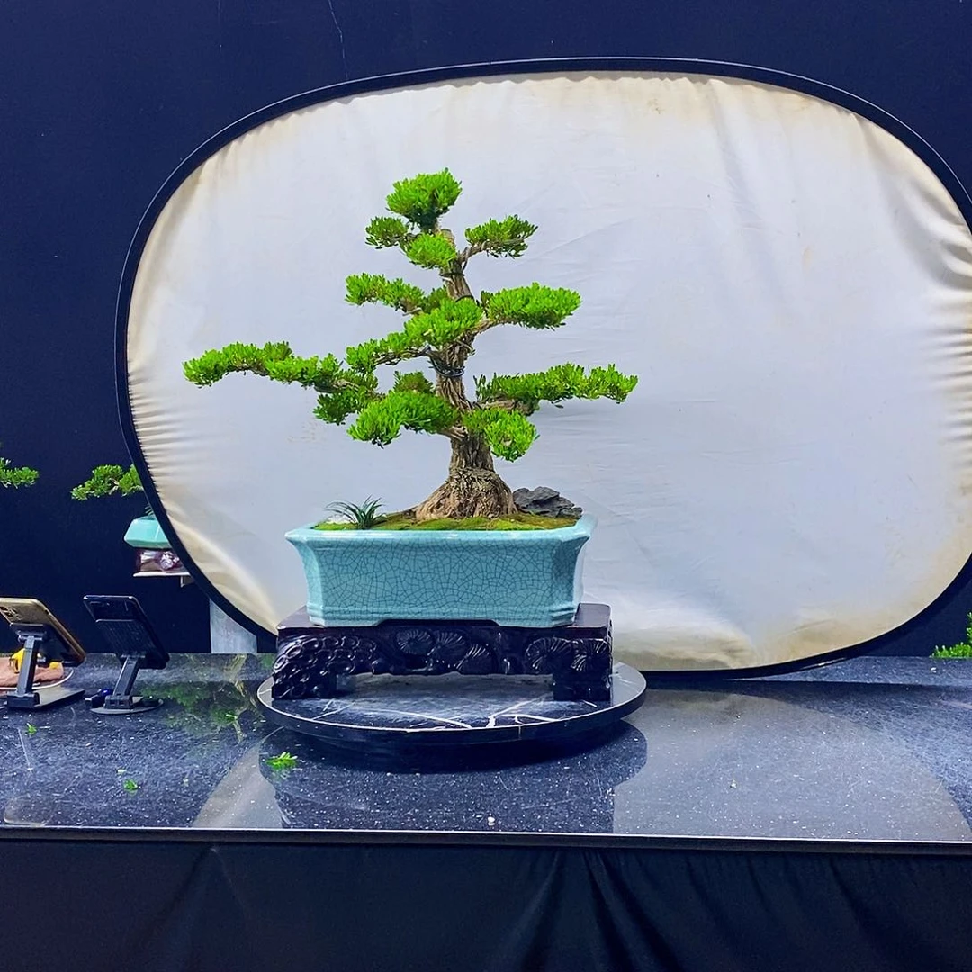 无花朵黄杨盆景造型