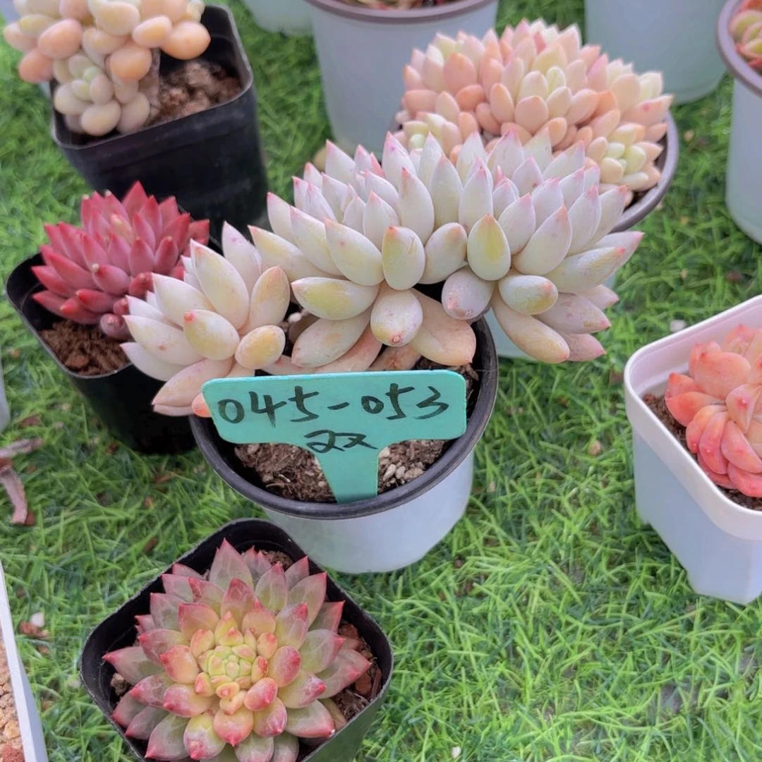 华****金啦啦啦啦啦啦啦啦啦