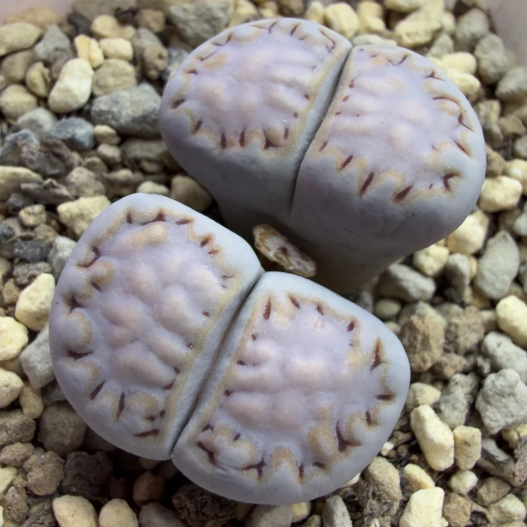 215母本双头母本精品