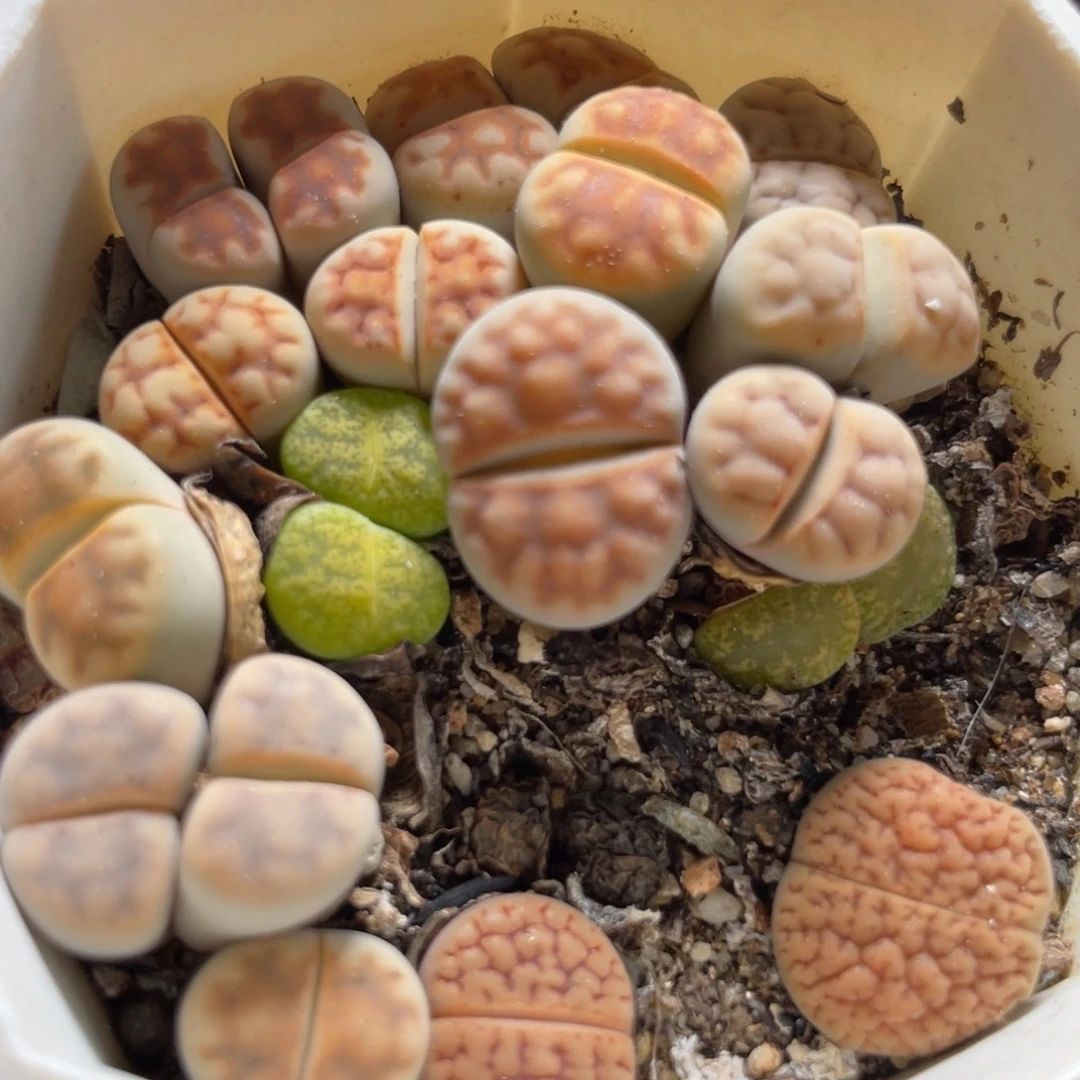 今晚大盆特价更新～混合5