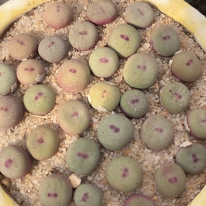 单头1380b小红嘴一颗    买3送1