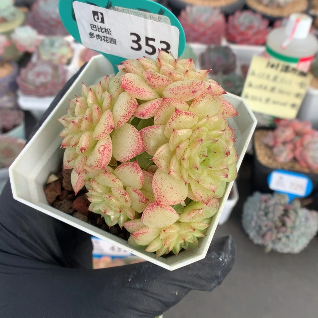 353 美人麦杆多肉