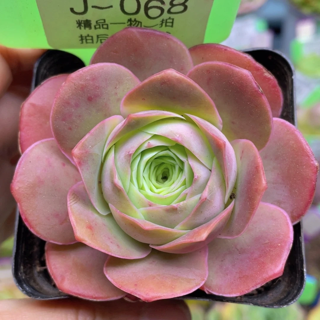 金扶摇玫瑰J068一物一拍