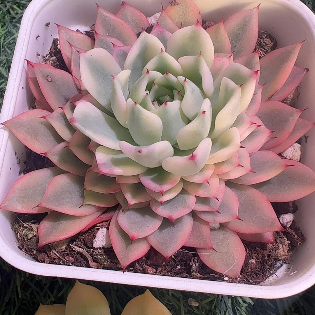 吉尔巴玫瑰多肉植物锦