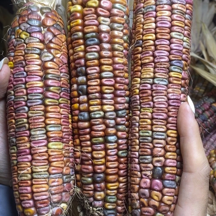 手串/手链橄榄核?****惜