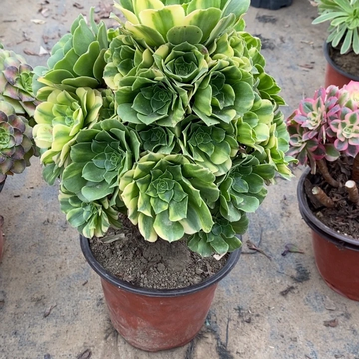 五彩琉璃107多肉植物法师法师